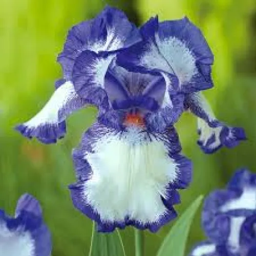 Iris Germanica Blue/White 